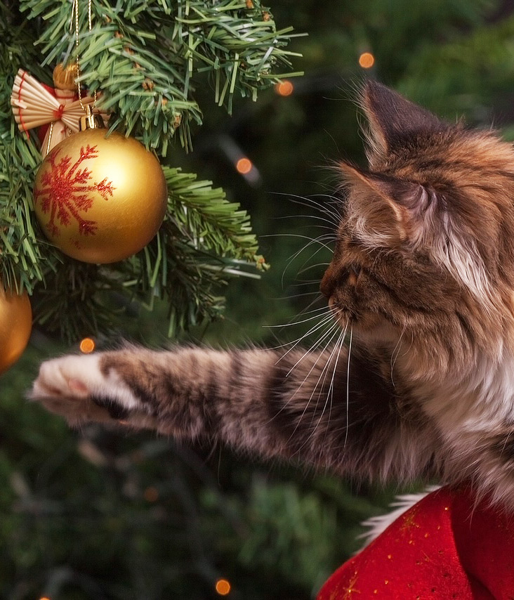 Die Katze und der Weihnachtsbaum