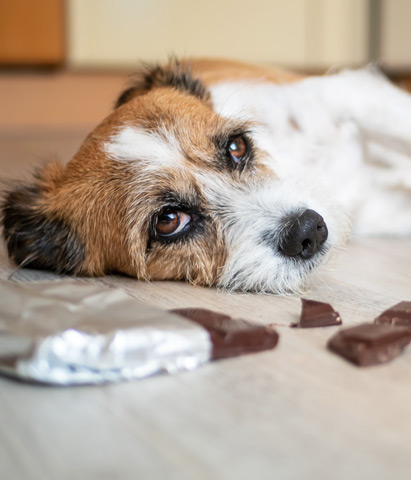 Schokoladenvergiftung beim Hund